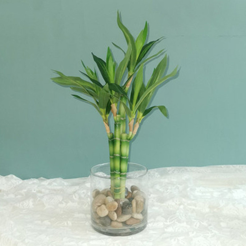 Aquarium Plant In Pot - جديد 40 سنتيمتر rFtificial محظوظ الخيزران