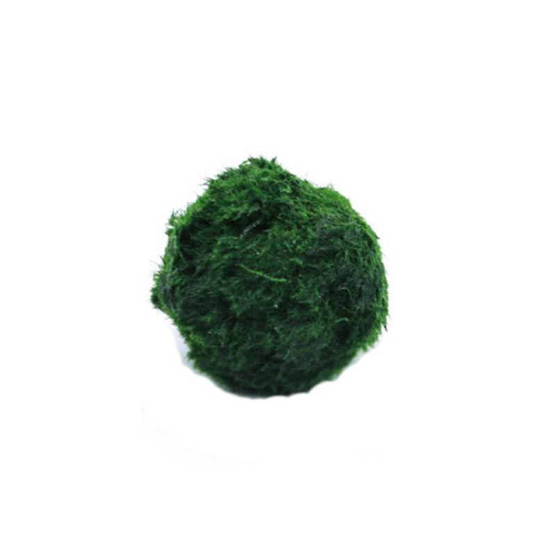 Aquarium Plant Live - ماريمو كرات الطحلب حوض السمك نبات