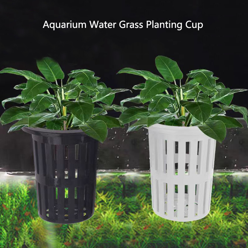 Aquarium Plant Live - 1/3 قطعة سلة نباتات حوض السمك