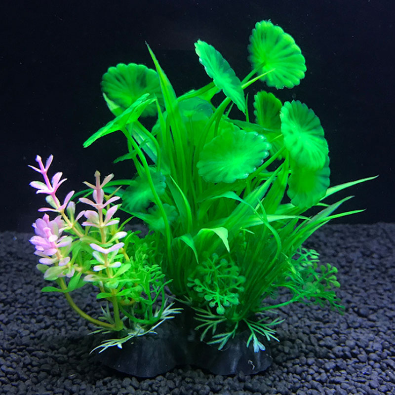 ديكور حوض السمك مجموعة متنوعة  - مراجعة Aquarium Plant Varieties وسعره