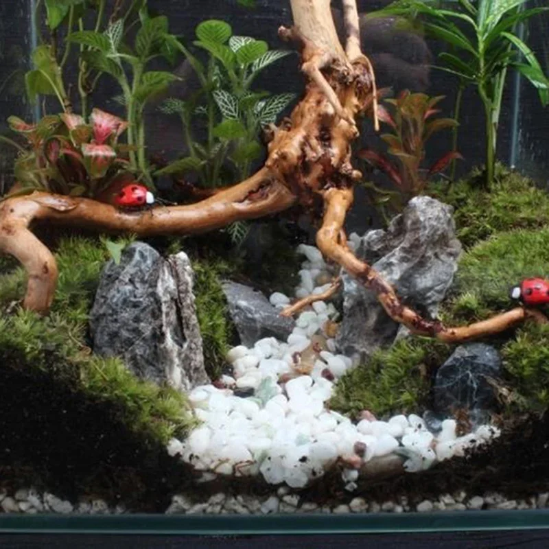 شجرة طبيعية جذع Driftwood لحوض - مراجعة Aquarium Planted Tree وسعره