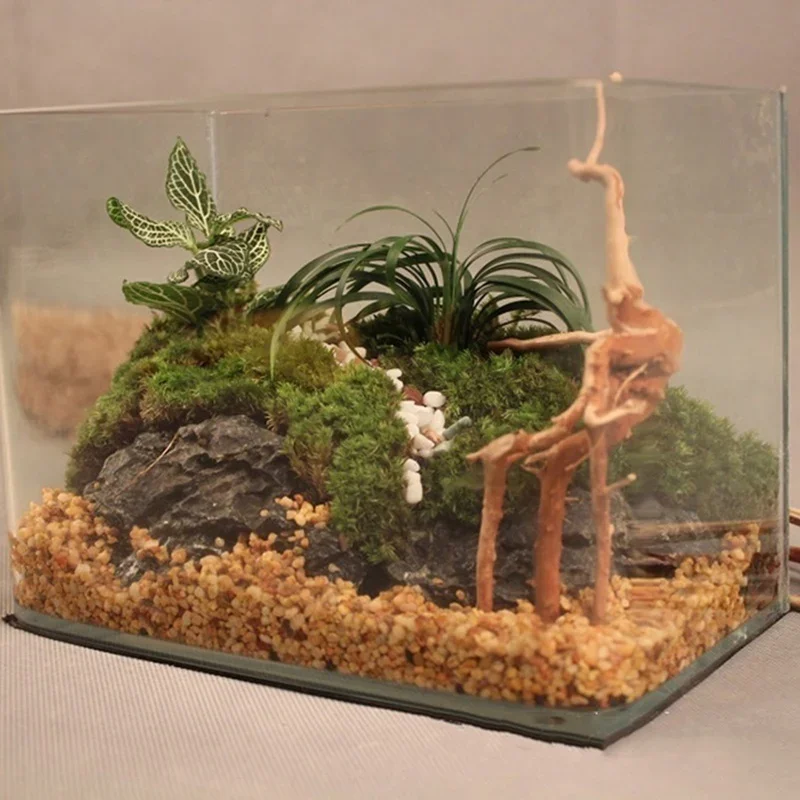 شجرة طبيعية جذع Driftwood لحوض - مراجعة Aquarium Planted Tree وسعره