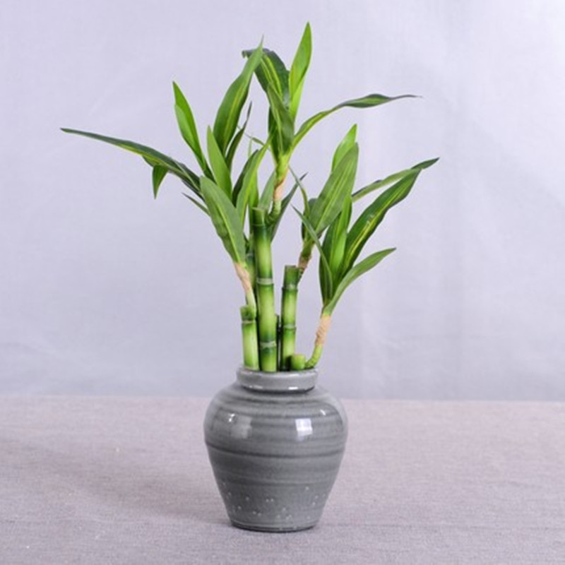 جديد 40 سنتيمتر rFtificial محظ - مراجعة Aquarium Plant In Pot وسعره