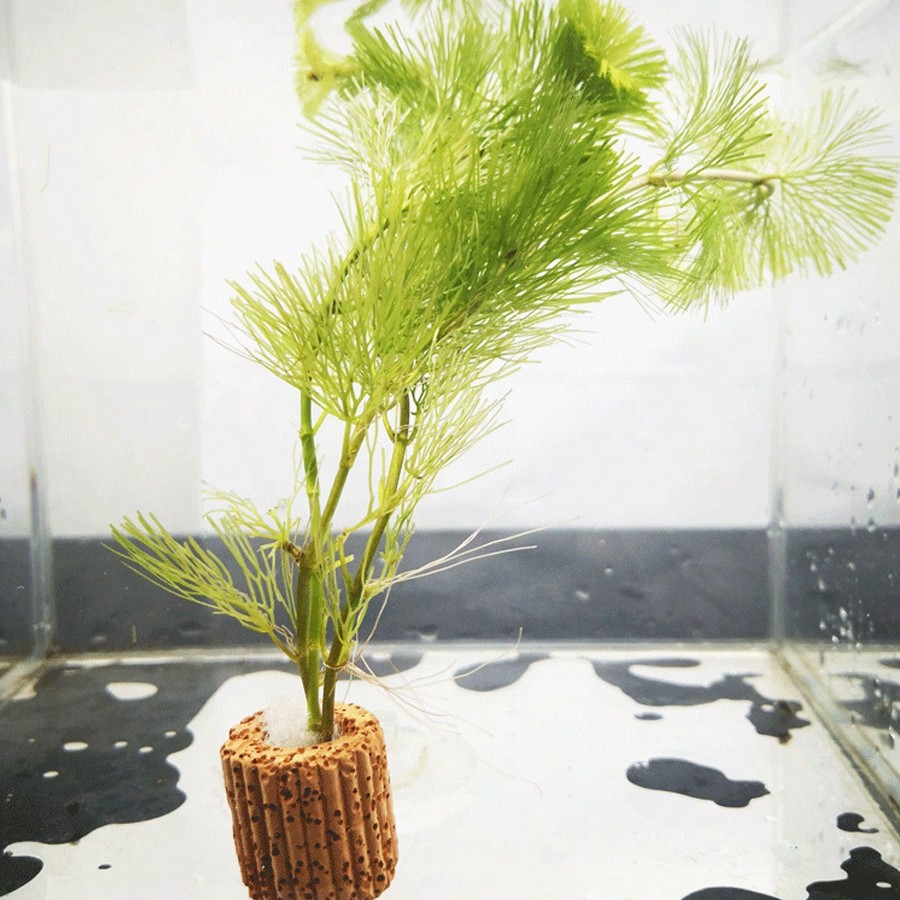 حلقات تثبيت نباتات حوض السمك ع - مراجعة Planted Aquarium Aquascape وسعره
