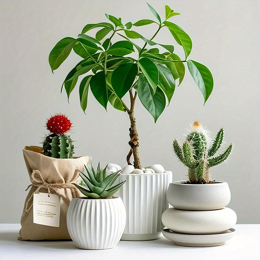 200/400 جرام الأبيض عالية مصقو - مراجعة Aquarium Plant In Pot وسعره