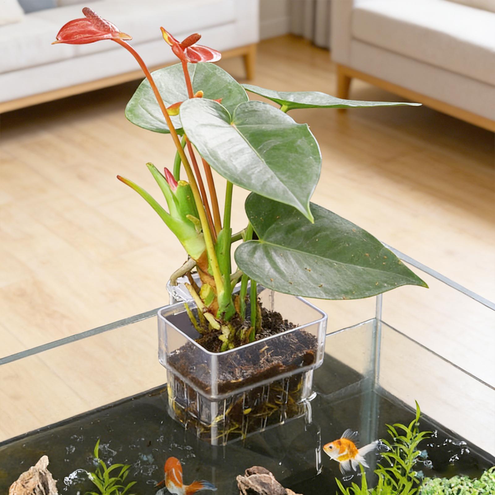 وعاء شفاف قابل للتعليق لحمل نب - مراجعة Aquarium Plant Live وسعره