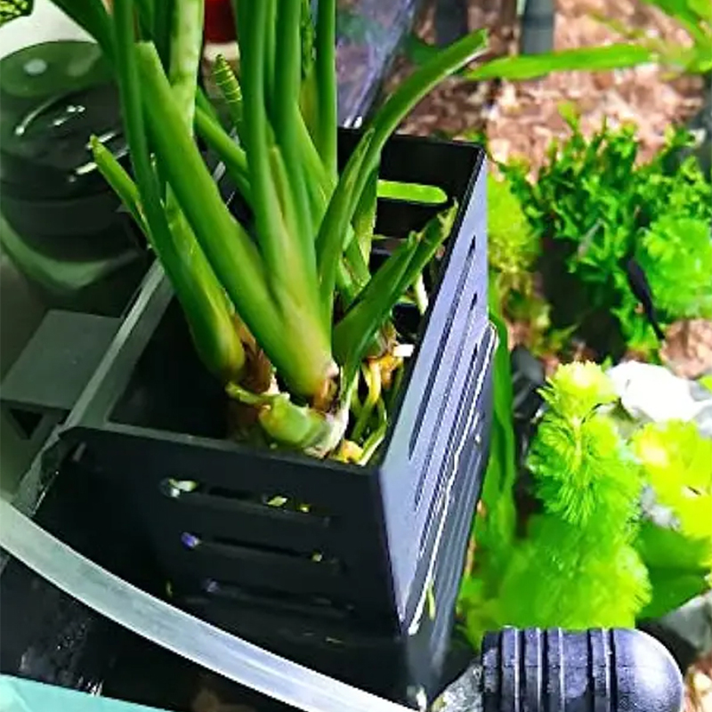 الحيوانات الأليفة خزان الأسماك - مراجعة Aquarium Plant Live وسعره