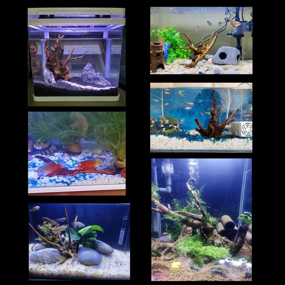 خشب عائم طبيعي كبير لحوض السمك - مراجعة Aquarium Planted Tree وسعره