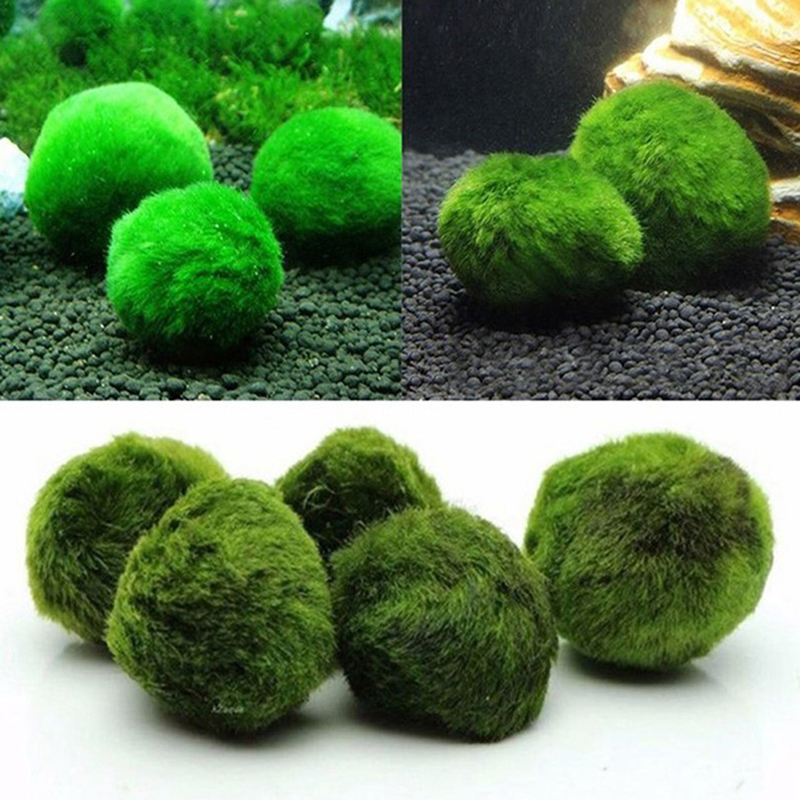 ماريمو كرات الطحلب حوض السمك ن - مراجعة Aquarium Plant Live وسعره