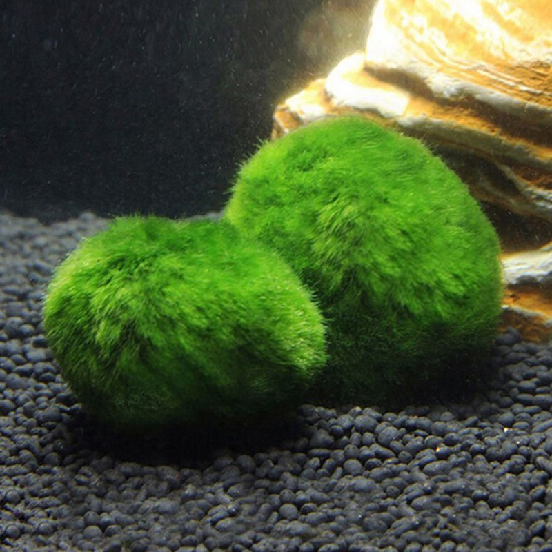 ماريمو كرات الطحلب حوض السمك ن - مراجعة Aquarium Plant Live وسعره