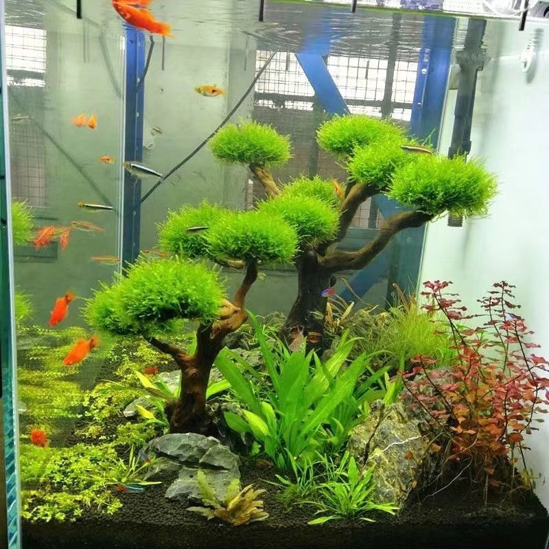 خزان الأسماك تخضير إطار خشبي ز - مراجعة Aquarium Planted Tree وسعره