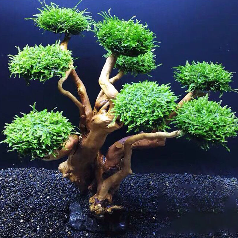 خزان الأسماك تخضير إطار خشبي ز - مراجعة Aquarium Planted Tree وسعره