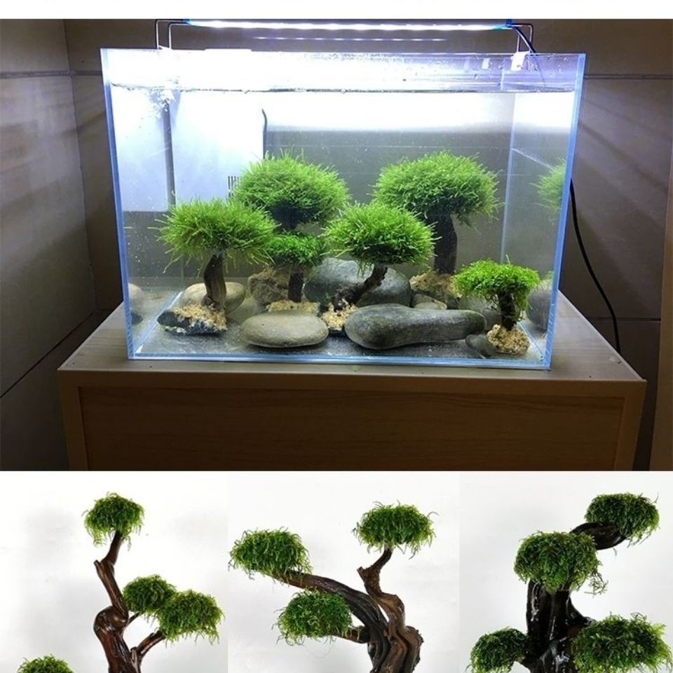 خزان الأسماك تخضير إطار خشبي ز - مراجعة Aquarium Planted Tree وسعره