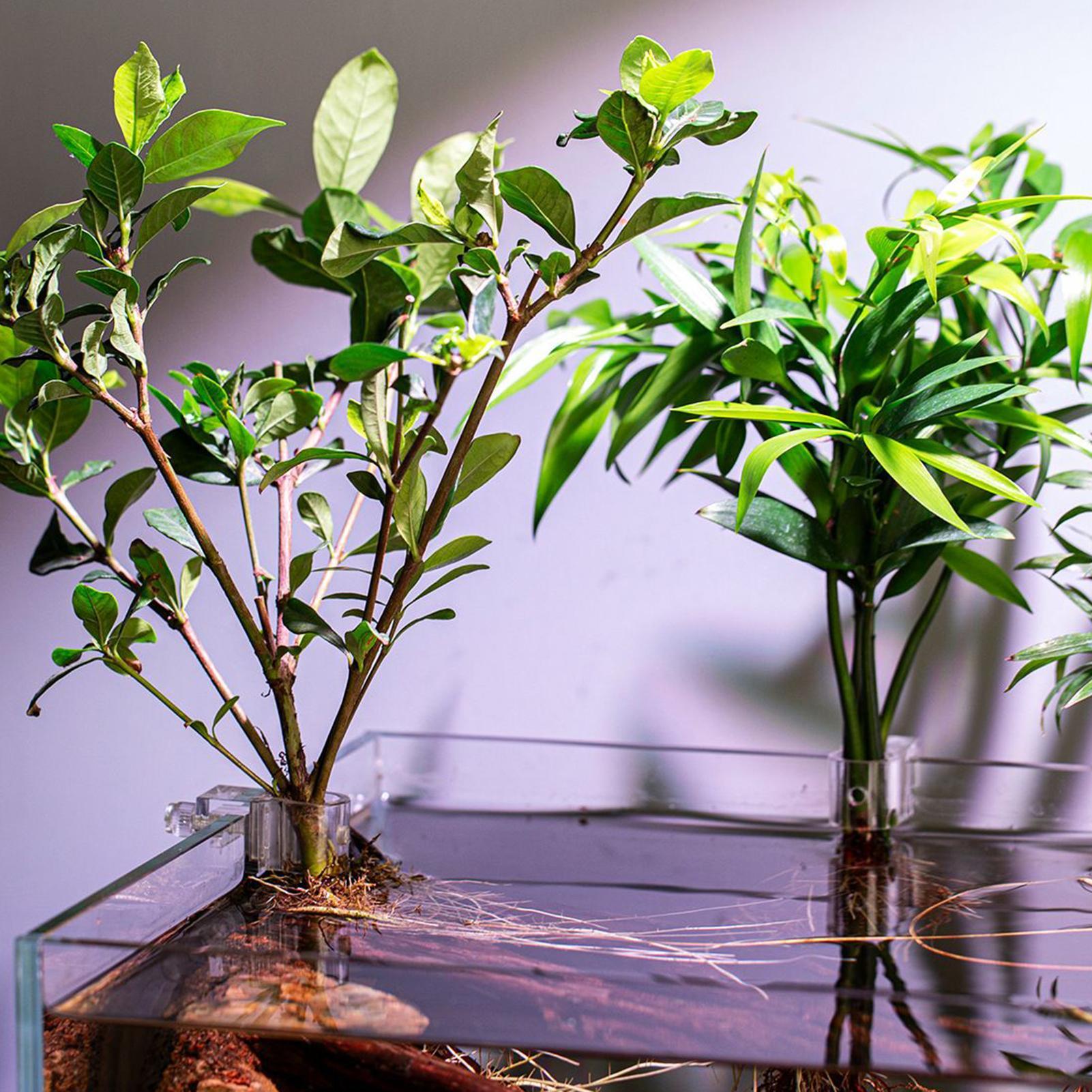 6 قطع حاملات نباتات للأحواض ال - مراجعة Aquarium Plant Live وسعره