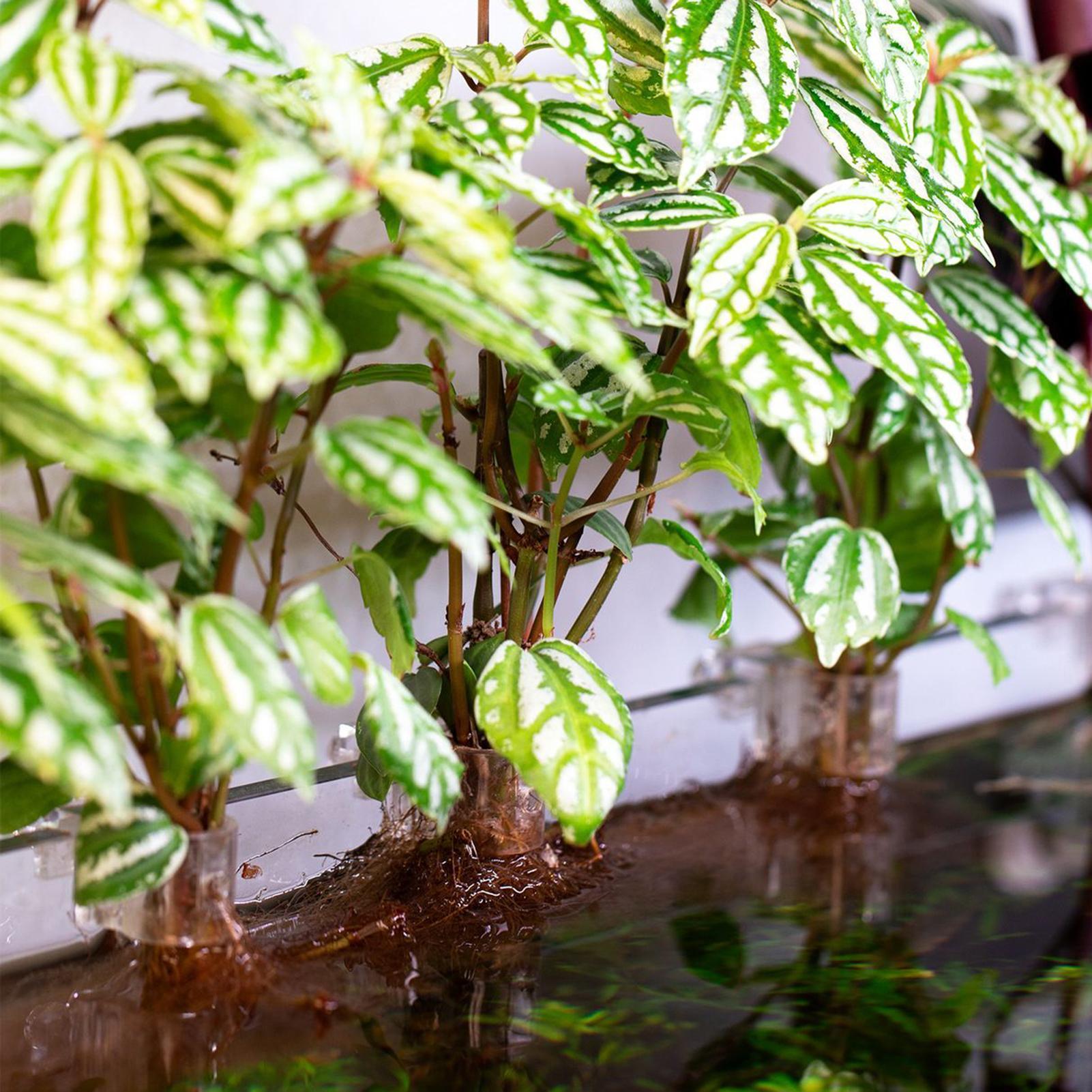 6 قطع حاملات نباتات للأحواض ال - مراجعة Aquarium Plant Live وسعره
