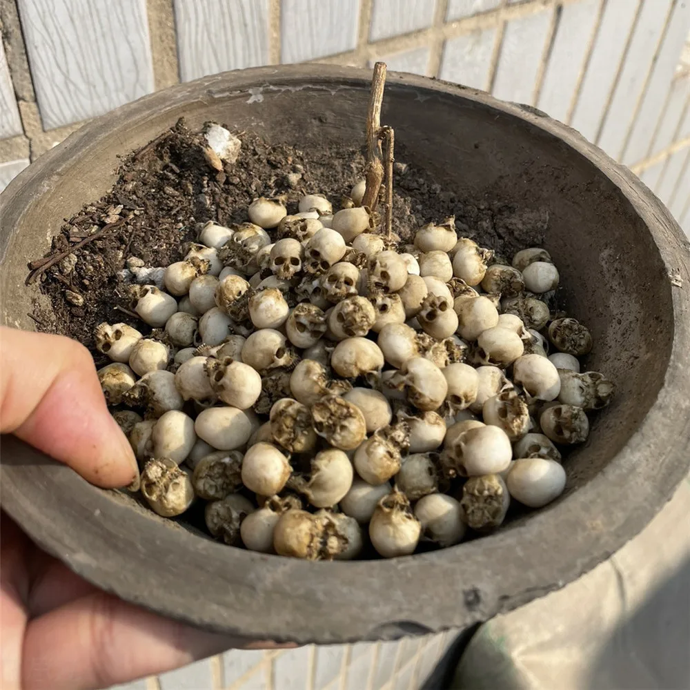 جمجمة صغيرة عالية الجودة نموذج - مراجعة Aquarium Plant In Pot وسعره