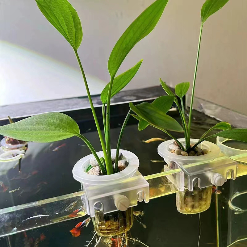 شنقا دعم الزراعة المائية لخزان - مراجعة Aquarium Plant Live وسعره
